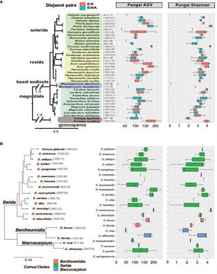 Foliar endophyte diversity in Eastern Asian-Eastern North American disjunct tree species – influences of host identity, environment, phylogeny, and geographic isolation